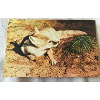 Московский зоопарк.Корсак.