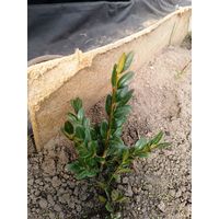 Самшит 10-12 см ростки саженцы рассада