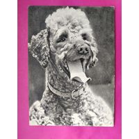 Пудель. Чистая. 1968 года. Фото Елисеева. 2228.