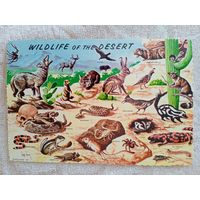 США. Дикая жизнь в Юго-Западной пустыне