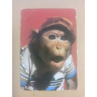 Календарь 1984/2