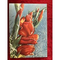 1966 год Т. Ананьина Гладиолусы