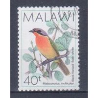 [1219] Малави 1988. Фауна.Птицы. Гашеная марка. 3