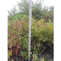 Саженцы голубика ПАТРИОТ