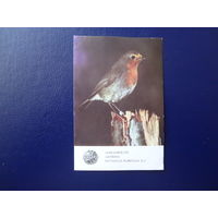 Каленарик 1987 г.  Латвийское общество Охраны природы. Зарянка.