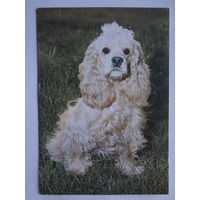 Календарик 1996 г. Белсоюзпечать.