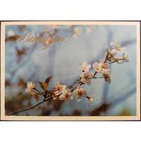 Віншую! Чистая. Беларусь. 1993 г.