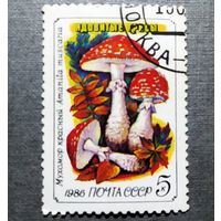 Марка СССР 1986 год Грибы