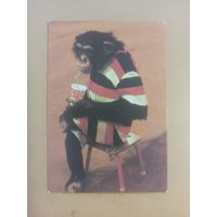 Календарь 1985 Цирк