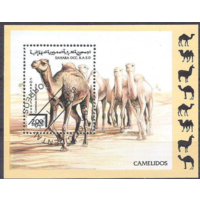 Фауна Верблюды Животные 1996 Сахара Фронт Полисарио