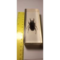 Жук Олень в эпоксидке