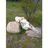 "Череп лося" без рогов, для антуража на стенку, найден в лесу!