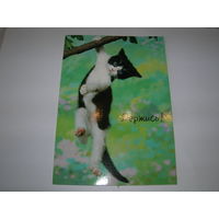 Держись Котенок Hallmark двойная подписана