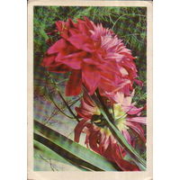 Подписанная открытка 1969г. БССР "Георгины декоративные" фото А. и М. Ананьиных