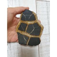 Септария (черепаха)