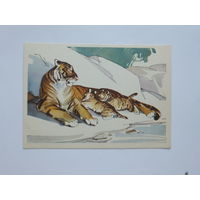 Алексеев Строганова тигрица с тигрятами 1964  10х15 см