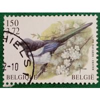 Бельгия 1972. Фауна. Птицы. Сорока