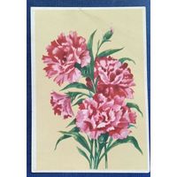 Зеленов В. Гвоздики.  Открытка БССР. 1950-е. Чистая