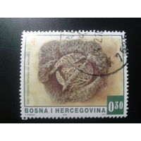 Босния и Герцеговина, 2006. Капуста