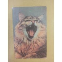 Календарь 1990 кошки/3