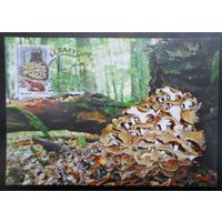 2010 Беларусь 5 картмаксимумов флора грибы