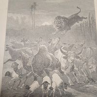 Нападение льва. Энциклопедическая гравюра СПБ. 19-20века 24х16см.