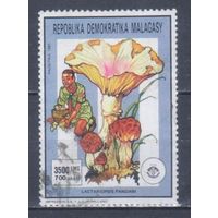[1631] Мадагаскар 1991. Грибы. Высокий номинал.Концовка серии. Гашеная марка.