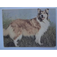 Календарик 1993 г.  Колли. (94).