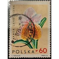 Польша 1965. Флора. Цветы. Lavanda Sanderiana