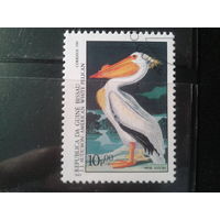 Гвинея-Бисау, 1985. Пеликан