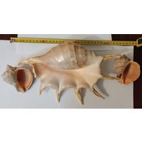 Ракушки морские 3шт