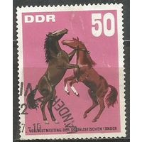 ГДР. Чистокровные лошади. Игры молодых лошадей. 1967г. Mi#1305.