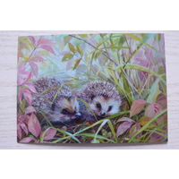 Неприятель Юлия; Осенние ёжики; чистая.