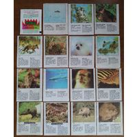 Вкладыши от жвачки Cin Cin Звери Животные Цена за лот 31шт + обертка