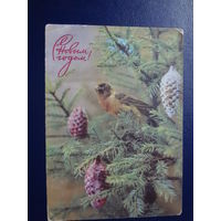 С Новым годом!  1971 г.  Клёст-еловик, шишки.  подписанная.