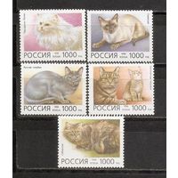 ФФ1 Россия 1996 Кошки