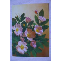 Дергилев И., Цветы, 1987, 1988, чистая (шиповник).