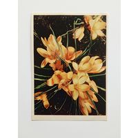 Открытка Крокусы. Фото Е.Игнатович 1962 г. Подписана