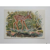 Фролов оленёнок 1956  10х15 см