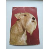 Открытка  Терьер Польша  1983 г.