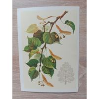 Куртенко,1980 чистая