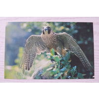 Смирнов Г., Сокол-сапсан; 1985, чистая.