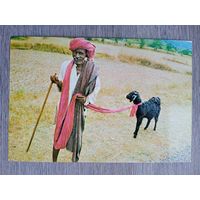 Этнография. Индия, Махараштра. У пастуха был маленький ягнёнок...