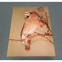 Открытка "Коккотраустес" Германия