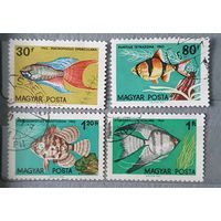 Венгрия рыбы 4шт