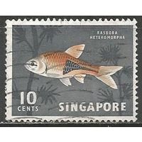Сингапур. Рыбы. Росбара клинопятнистая. 1962г. Mi#59.