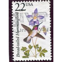 США. Фауна. Птицы. Колибри. Трехцветный селасфлрус