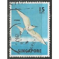 Сингапур. Птицы. Светлая крачка. 1966г. Mi#61.