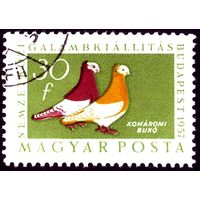 Международная выставка голубей Венгрия 1957 год 1 марка