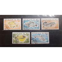 Мали. Фауна. Рыбы (377)